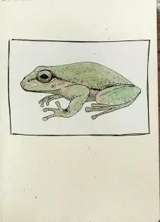 BITACORA RANA GRANDE BLANCO