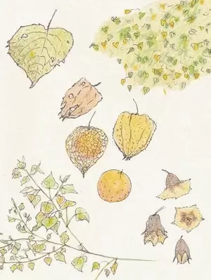 BITACORA UCHUVA MEDIANA (PUNTOS)