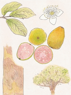 BITACORA GUAYABA MEDIANA ( BLANCO)