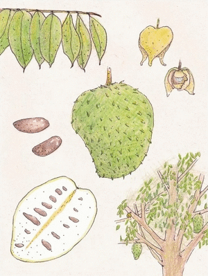 BITACORA GUANABANA MEDIANA (BLANCA)