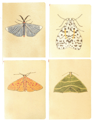 BITACORA POLILLAS GRANDE X 4 MOTIVOS