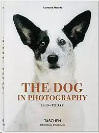 THE DOG IN PHOTOGRAPHY 1839TODAY