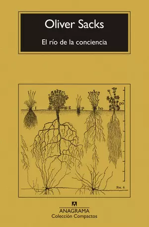 EL RÍO DE LA CONCIENCIA